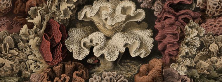 Dark wallcovering of corals and sea anemones in rust, rose and olive