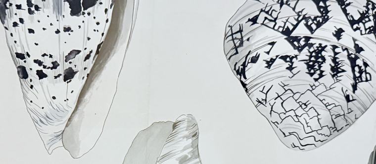 Wallcovering of shell studies drawn in black and grey on white